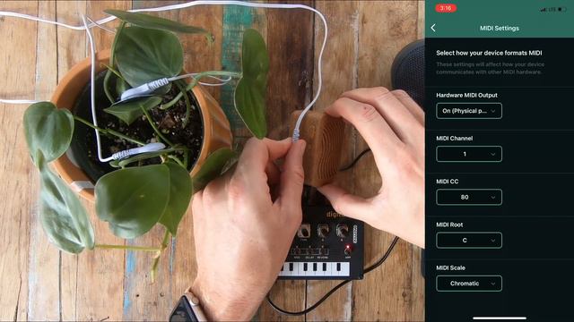 Using PlantWave With A MIDI Synthesizer - Make Plant Music