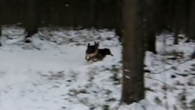 история одного щенка.wmv смотреть онлайн