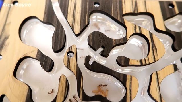 Великое переселение Жнецов в новый формикарий! В Инкубаторе пополнение! Alex Boyko