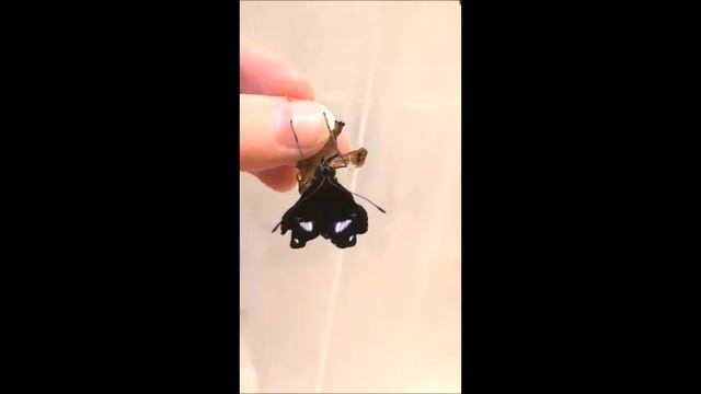 Лунная бабочка рождается в моих руках смотреть онлайн