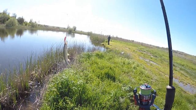 поймал...отпусти!!!рыбалка на реке Тузлов смотреть онлайн