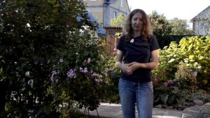 Фуксия: кустовая, ампельная, какая?