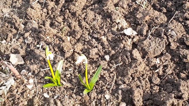 Мой белый сад в апреле! Как я жила без первоцветов?!