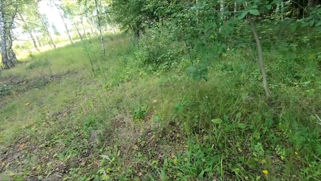 Съездил с женой за грибами! Подняли косуль с 15 метров!