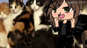 Meme я останусь одна на на на на на заведу 10 кошек...