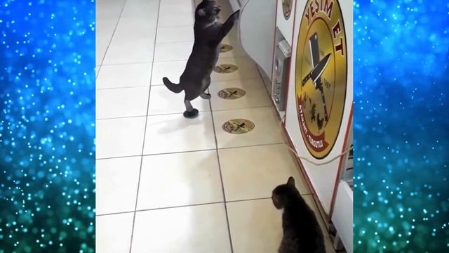 Эти кадры из Турции облетели весь мир На ЭТО стоит посмотреть! смотреть онлайн