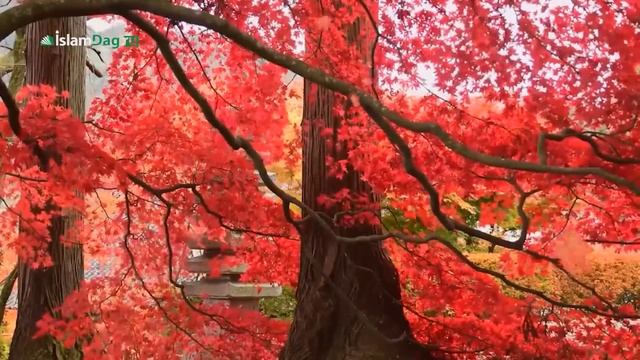 Кто поприветствовал Пророка ﷺ первым приветствием Ислама