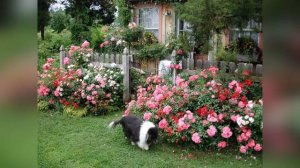 Розы спрей (патио-розы): что это?