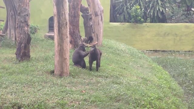 Таких животных вы точно не видели! Зоопарк в Индонезии.