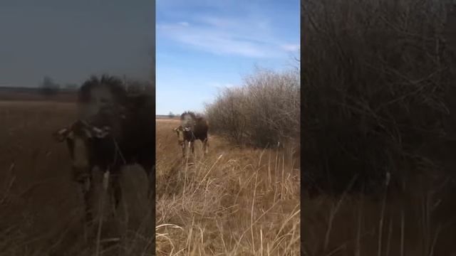 #охота #лось Самка лося без задней ноги - 1 смотреть онлайн