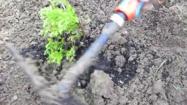 Посадка туи. Рейн голд смотреть онлайн