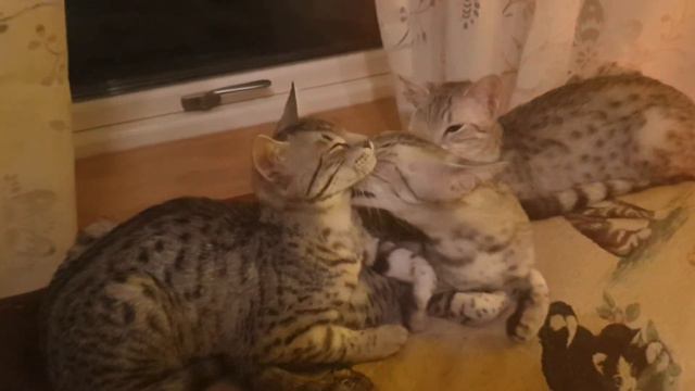 Egyptian maus смотреть онлайн