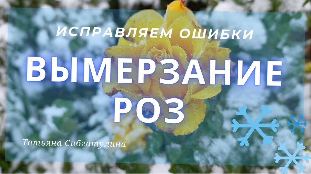 Вымерзание роз. Две основные причины. смотреть онлайн