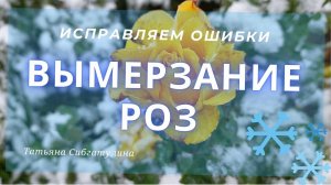 Вымерзание роз. Две основные причины.