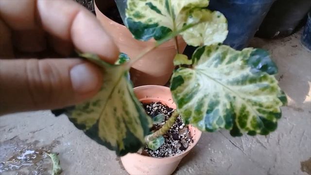 Como Enraizar Las Hojas De Aralia Tampiqueña