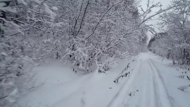 Домашние видео. Лыжная прогулка в заснеженный лес... Предновогодний лес... 29 декабря 2023 года. смотреть онлайн