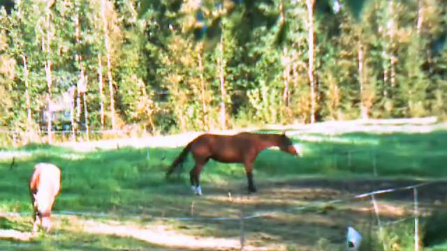 Test Bushnell Videoscope смотреть онлайн