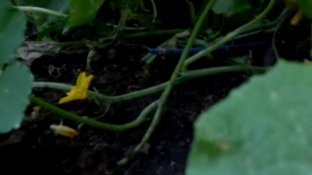 огурцы в теплице с капельным поливом и максимальным проветриванием смотреть онлайн