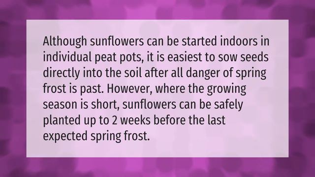 How late can you plant sunflower seeds? смотреть онлайн