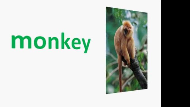 Zoo Animals - Kids Words - Zoo Words - Kids Learn to Read смотреть онлайн