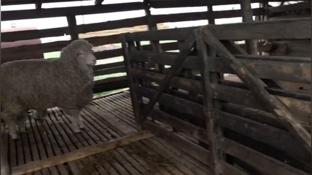 Огромные Бараны 180+ кг. Северо-кавказская мясошерстная порода. Ставропольский край.
#ЧабанскиеБудн смотреть онлайн