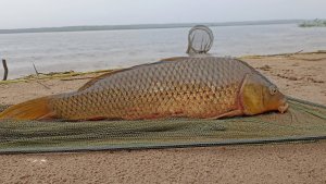 Рыбалка на сазана на реке Б Черемшан! Двое суток на природе!