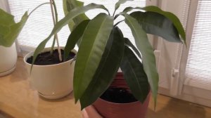 Манго из косточки. Привитый манго в домашних условиях. Часть 2