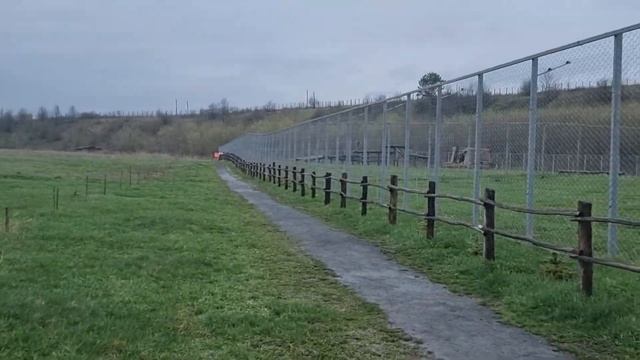 ❤️Лев Симба и вольер для льва Тиграна. #animals #lions #левтигран #старооскольский_зоопарк смотреть онлайн