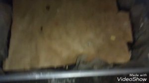 Разведение Выползков в домашних условиях - Начало (день 15-ый..)