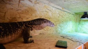 Водяной Варан Сальватор\ Varanus Salvator