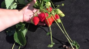 САЛЬСА средне позднего срока созревания клубника