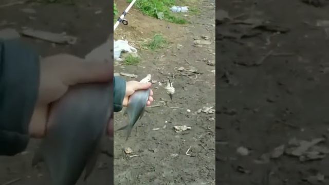 Рыбалка Супер улов Подмосковье. Москва реке часть 2 смотреть онлайн