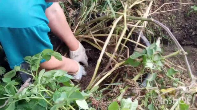 КОПАЮ КАРТОФЕЛЬ 😂ПОСАДКА В ЁМКОСТЯХ👍 2 СЕНТЯБРЯ ЭКСПЕРИМЕНТ☝️ САЖАТЬ ИЛИ НЕ САЖАТЬ👌 смотреть онлайн