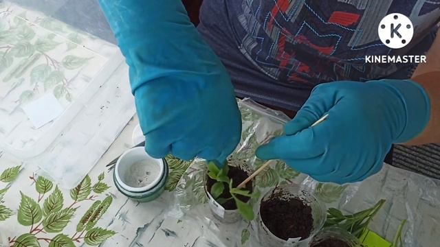 Сибирь. Укореняем любимые растения. смотреть онлайн