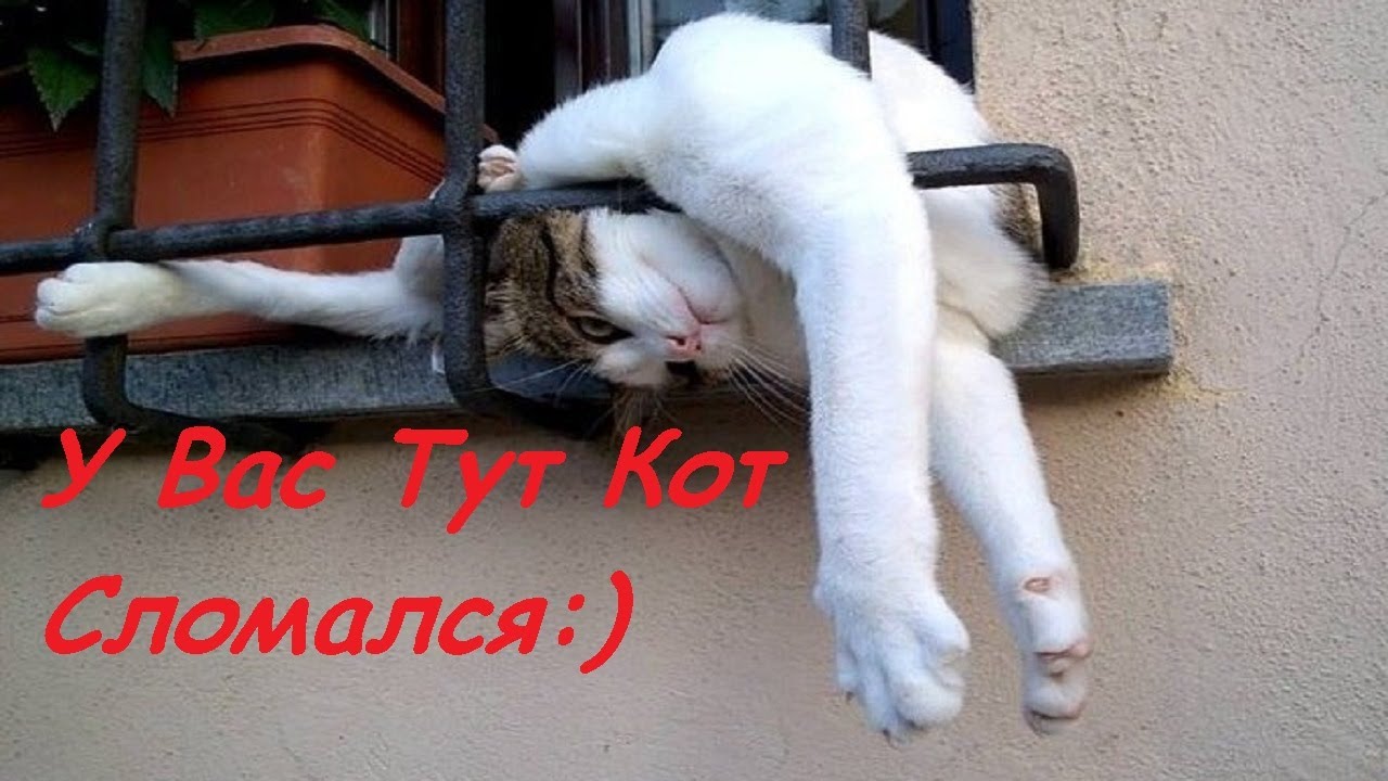 Наши милые,домашние питомцы,с ними не соскучишься... смотреть онлайн