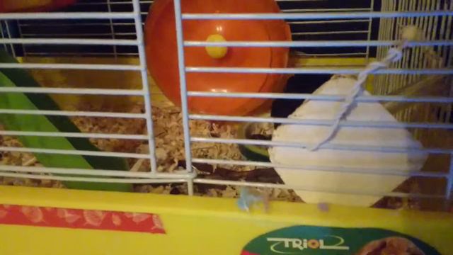 Сказка про хомяков "Скоро Новый Год !" серия 6 Наступает Новый Год! смотреть онлайн