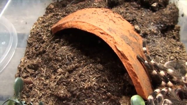 FEEDING MY HUNGRY TARANTULAS PART #2 (slings and juveniles) смотреть онлайн