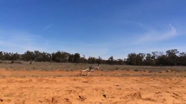 Kangaroo running смотреть онлайн
