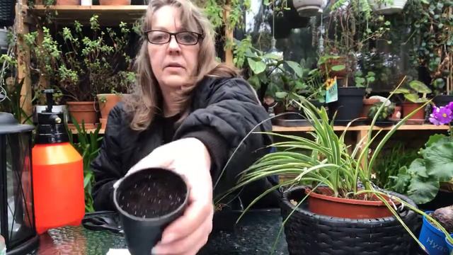 Vædeløber - Chlorophytum Comosum. Frø som jeg sår dem. mettemaud.dk смотреть онлайн