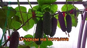 "Огурец"#сад#огород#дача