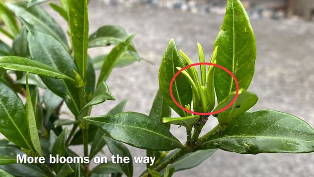 Gardenia, Budded Up To Bloom Again; Insects!!! (4K) - October 14, 2023 смотреть онлайн