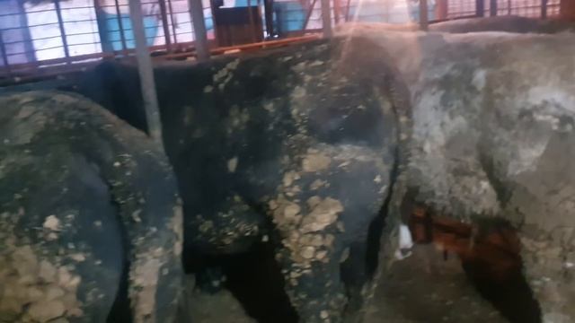 Как кормить быков и обзор смотреть онлайн