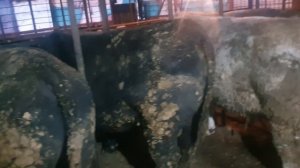 Как кормить быков и обзор