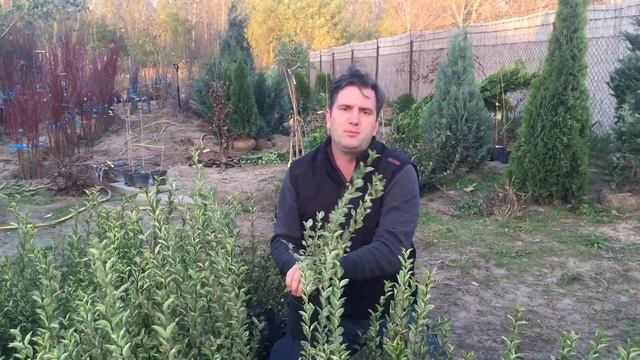 Ligustrum ovalifolium 'Aureum' - Aranytarka levelű fagyal смотреть онлайн