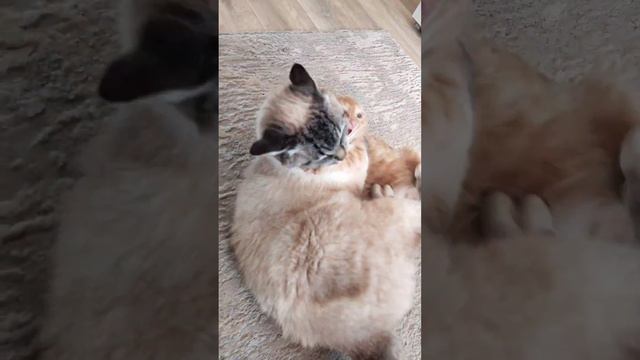 Держись Борис!😺😸 смотреть онлайн
