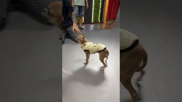 Одежда для собак. Зоотовары BRiARD смотреть онлайн