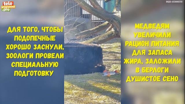 Когда вышли из спячки медведи Ростовского зоопарка смотреть онлайн