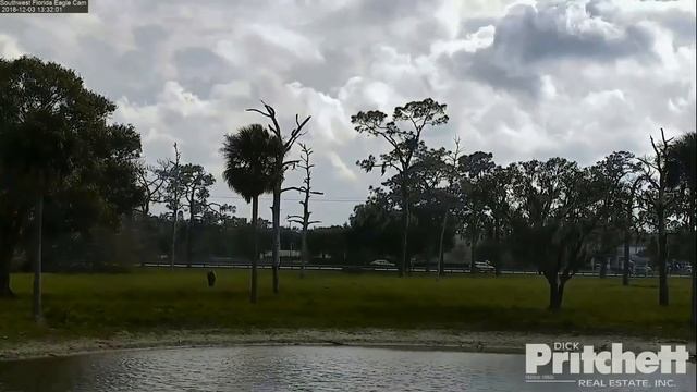 SWFL Eagles ~ Two Fish ~ Harriet Swallows Tail In One Gulp; Soaring & Alerts 12.3.18 смотреть онлайн