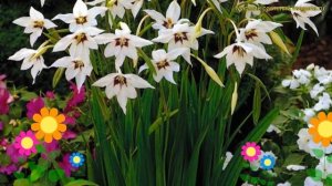 Ацидантера мюриэла. Краткий обзор, описание характеристик, где купить луковицы acidanthera murielae