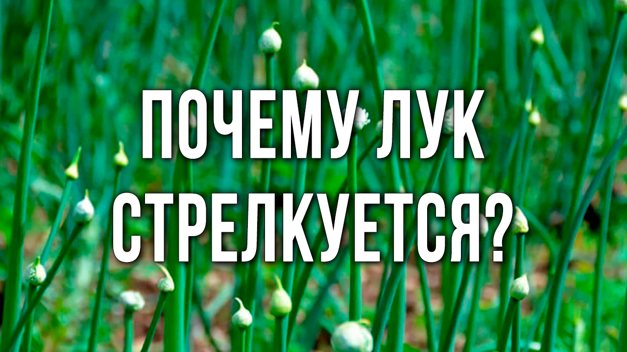Почему стрелкуется лук из севка. Что делать, если лук пошел в стрелку.